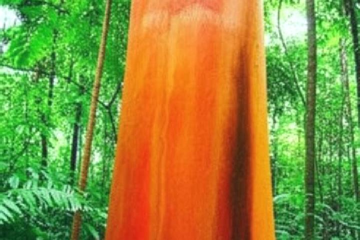 Zoey, 36 — Escort in Brauna, Brazil