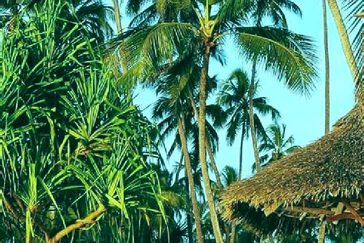 Zoey, 37 — Escort in Makungu, Tanzania
